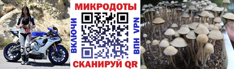 Псилоцибиновые грибы Cubensis  Сафоново 